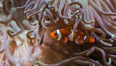 Amphiprion with anemone