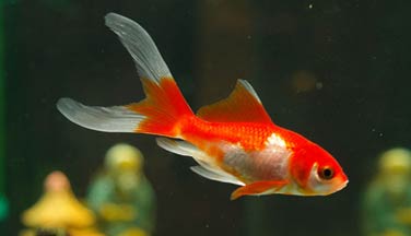 poisson rouge commun