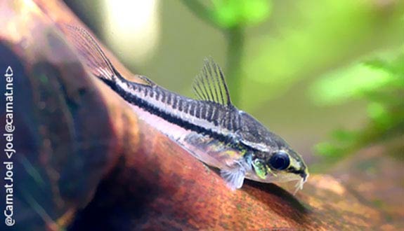 Pygmy catfish