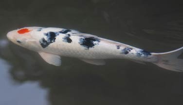 koi carp in a pond