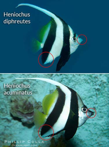 différences entre Heniochus