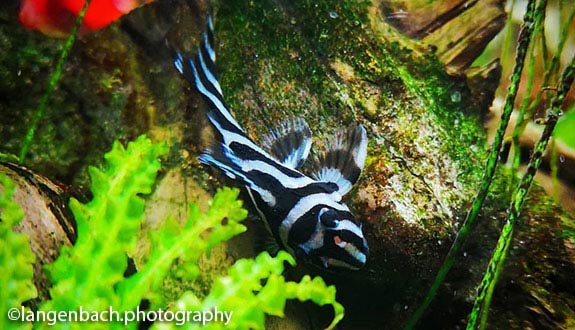 Hypancistrus zebra aquarium