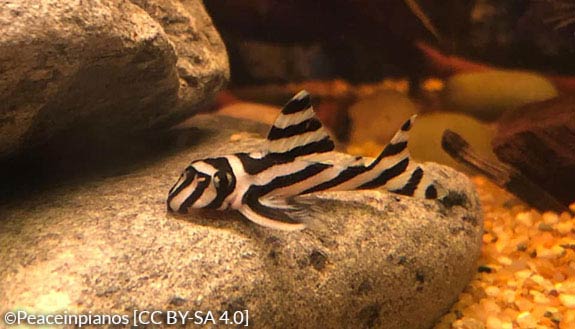 Hypancistrus zebra juvenile