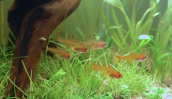 groupe of Ember tetra