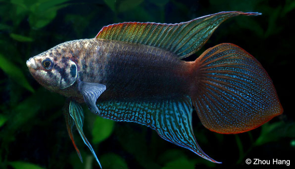 Round-tailed paradise fish
