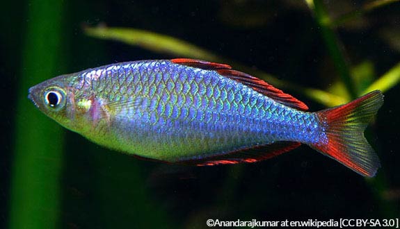 Dwarf rainbowfish