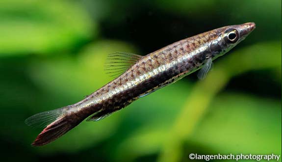 Diptail pencilfish