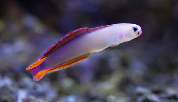 Purple firefish
