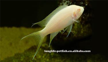 /Neolamprologus brichardi albino
