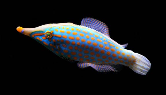 Harlequin filefish