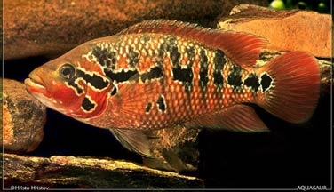 Parachromis motaguensis female