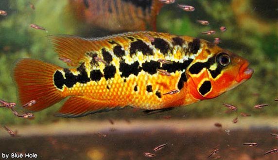 female Parachromis motaguensis