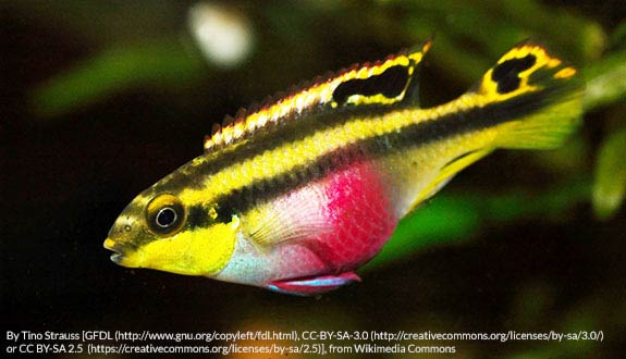Pelvicachromis pulcher femelle