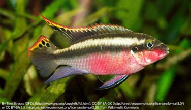 Pelvicachromis pulcher male