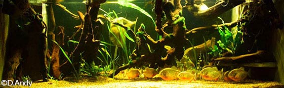 un aquarium idéal pour le Piranha rouge