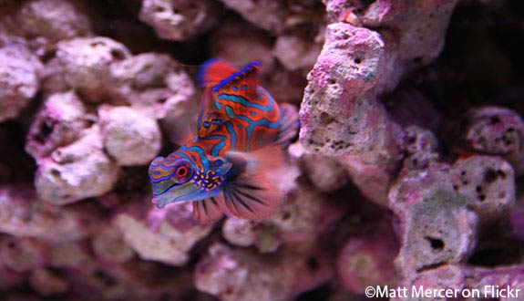 Synchiropus splendidus en aquarium