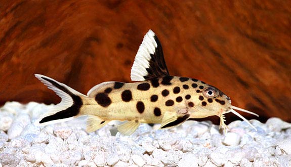 Cuckoo catfish