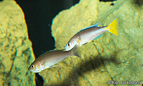 Cyprichromis leptosoma Chituta