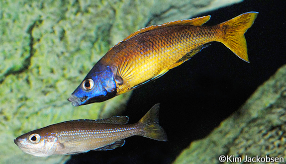 cyprichromis leptosoma couple