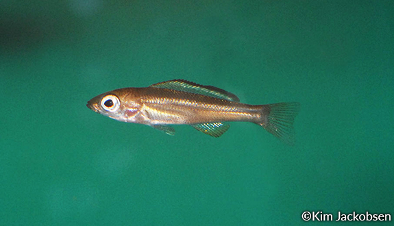 cyprichromis leptosoma juvenile