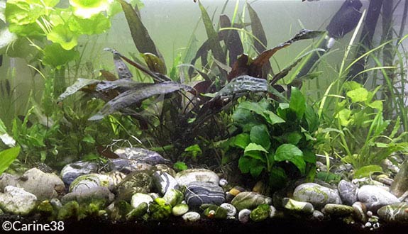 aquarium pour gatromyzon
