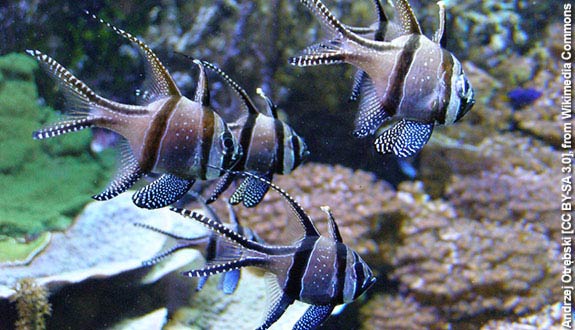 group of pterapogon kauderni