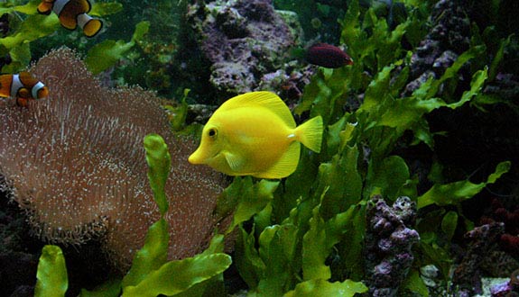 aquarium pour Zebrasoma Flavescens