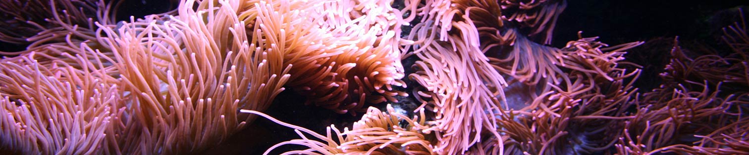 Les coraux et anémones