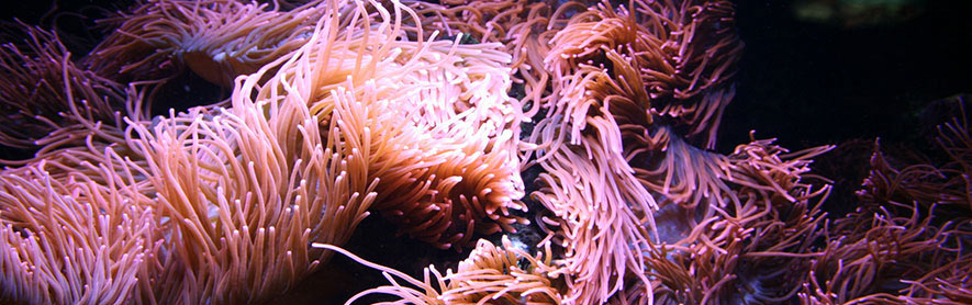 coraux et anémones