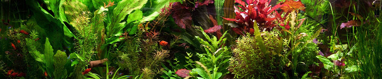 Freshwater aquarium plants
