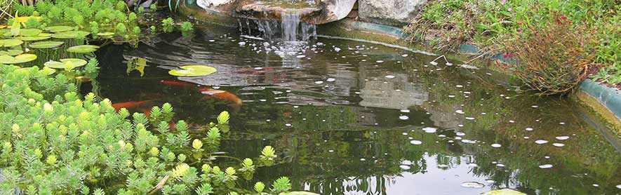 outdoor pond installation