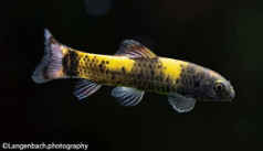 Månenytår Idol Asser Doctor fish (Garra rufa) | ENCYCLO FISH