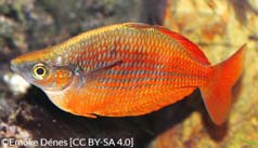 Red rainbowfish