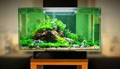 Admire the most beautiful aquariums in this category!