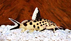 Cuckoo catfish