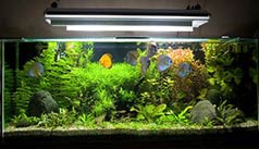 Freshwater aquarium installation