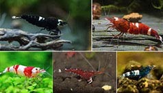 Freshwater Shrimp Guide