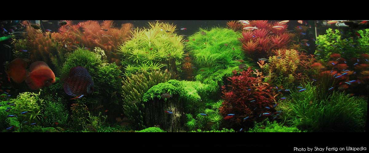 nano-aquarium