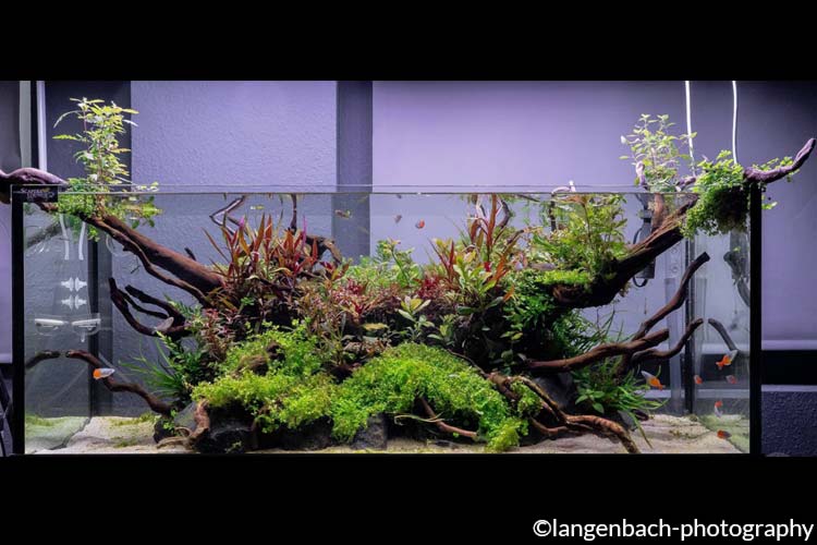 nano-aquarium